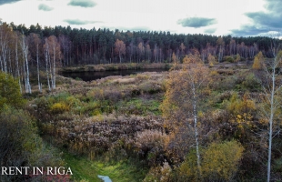 Krogsils - Attēls